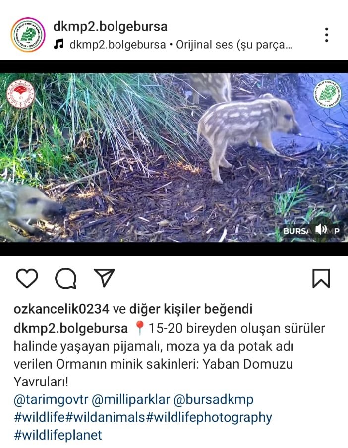 Yaban domuzu yavruları ormanda su içerken görüntülendi