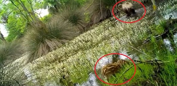 Yaban domuzu yavruları ormanda su içerken görüntülendi