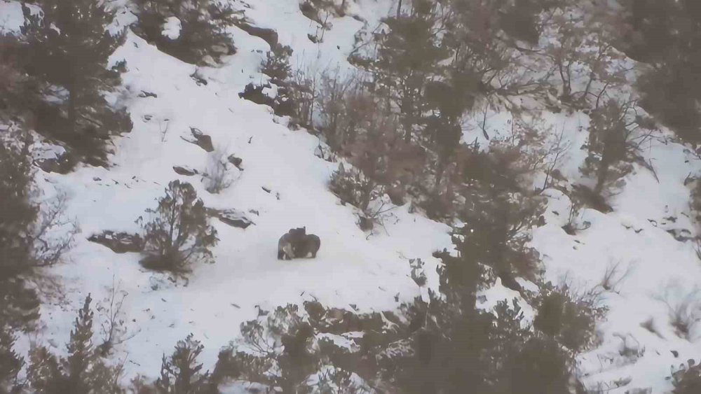 Gümüşhane'de karla kaplı ormanda yavru ayıların oyun keyfi