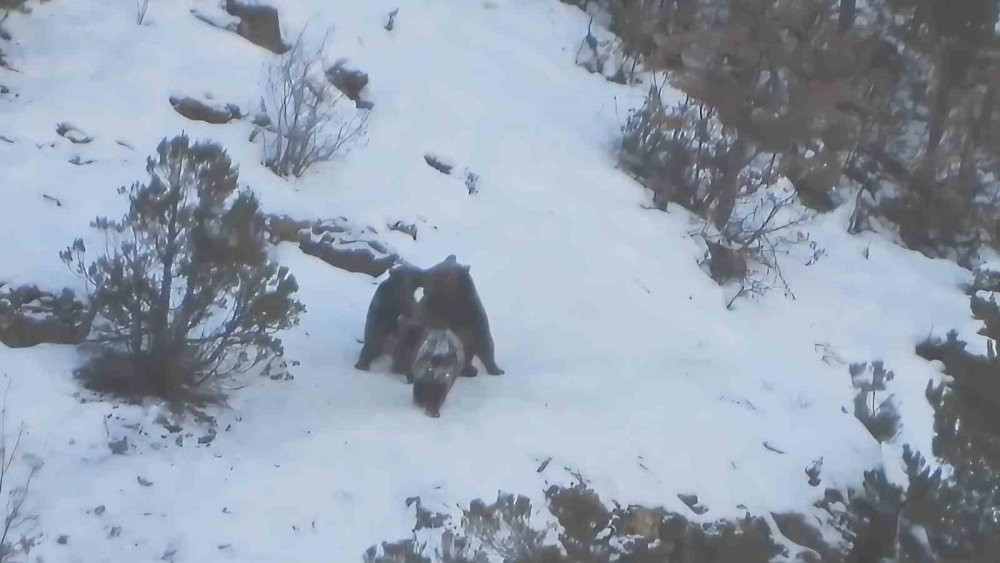 Gümüşhane'de karla kaplı ormanda yavru ayıların oyun keyfi