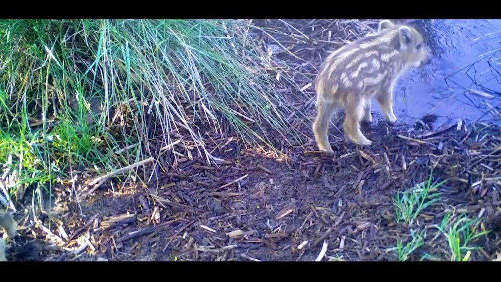 Yaban domuzları, fotokapana yakalandı