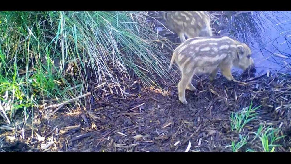 Yaban domuzları, fotokapana yakalandı