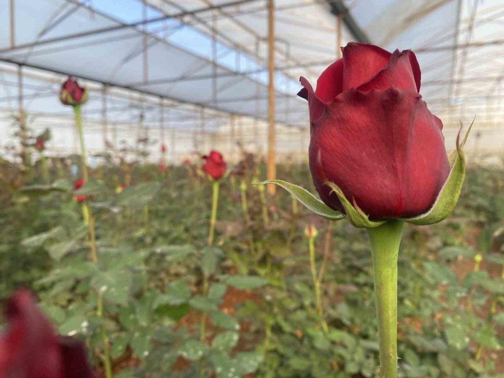 Sevgililer Günü gül üreticisinin yüzünü güldürecek! 1 demeti dudak uçuklatıyor