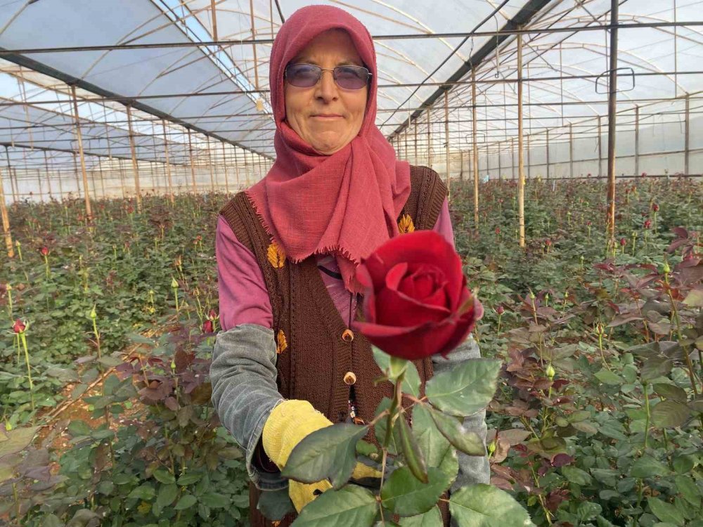 Sevgililer Günü gül üreticisinin yüzünü güldürecek! 1 demeti dudak uçuklatıyor