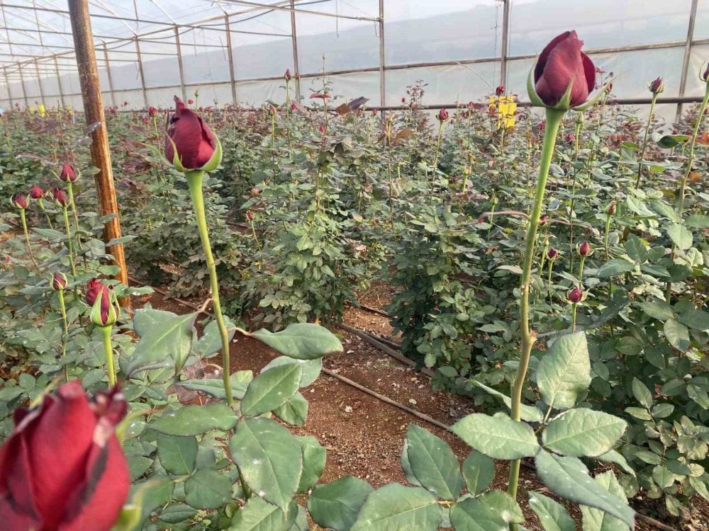 Sevgililer Günü gül üreticisinin yüzünü güldürecek! 1 demeti dudak uçuklatıyor