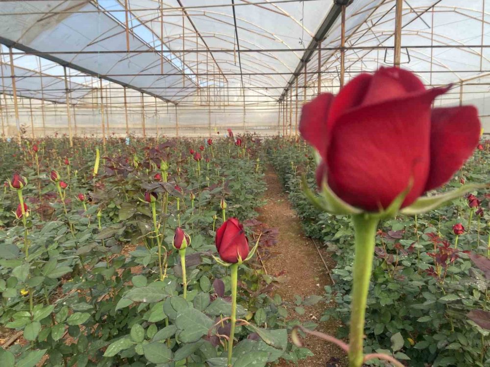 Sevgililer Günü gül üreticisinin yüzünü güldürecek! 1 demeti dudak uçuklatıyor