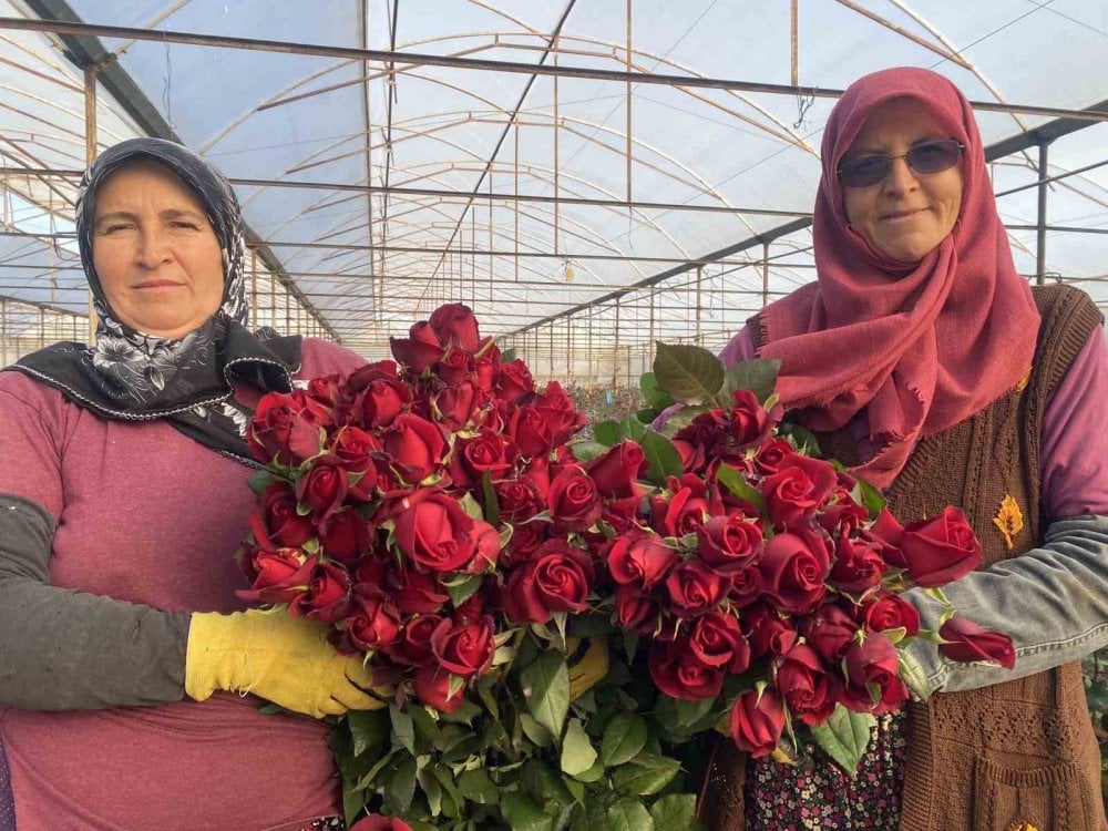 Sevgililer Günü gül üreticisinin yüzünü güldürecek! 1 demeti dudak uçuklatıyor