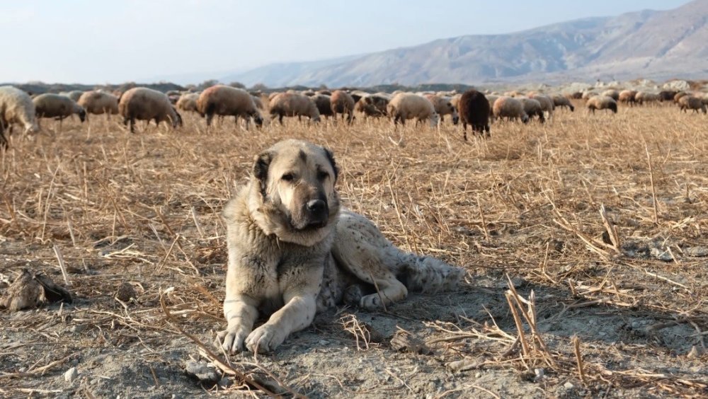 Sürünün güvenliği çoban köpeklerinde