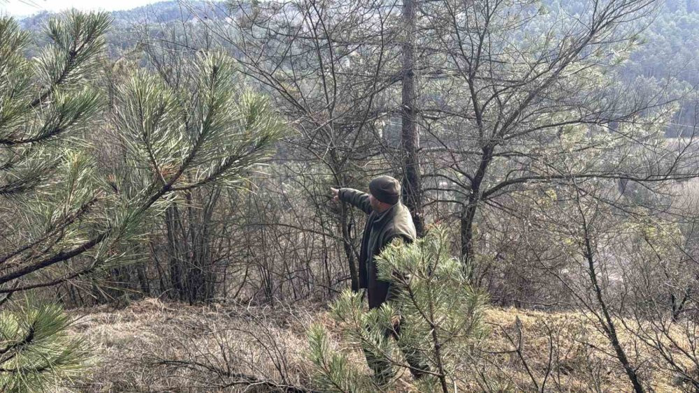Bolu’da ormanlık alanda örtü yangın: 1 dönüm zarar gördü