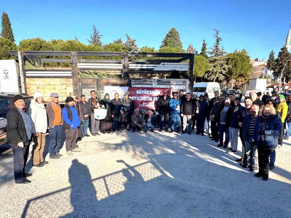 Tavaslı çiftçilere zeytin fidanları dağıtıldı