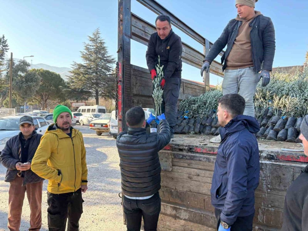 Tavaslı çiftçilere zeytin fidanları dağıtıldı