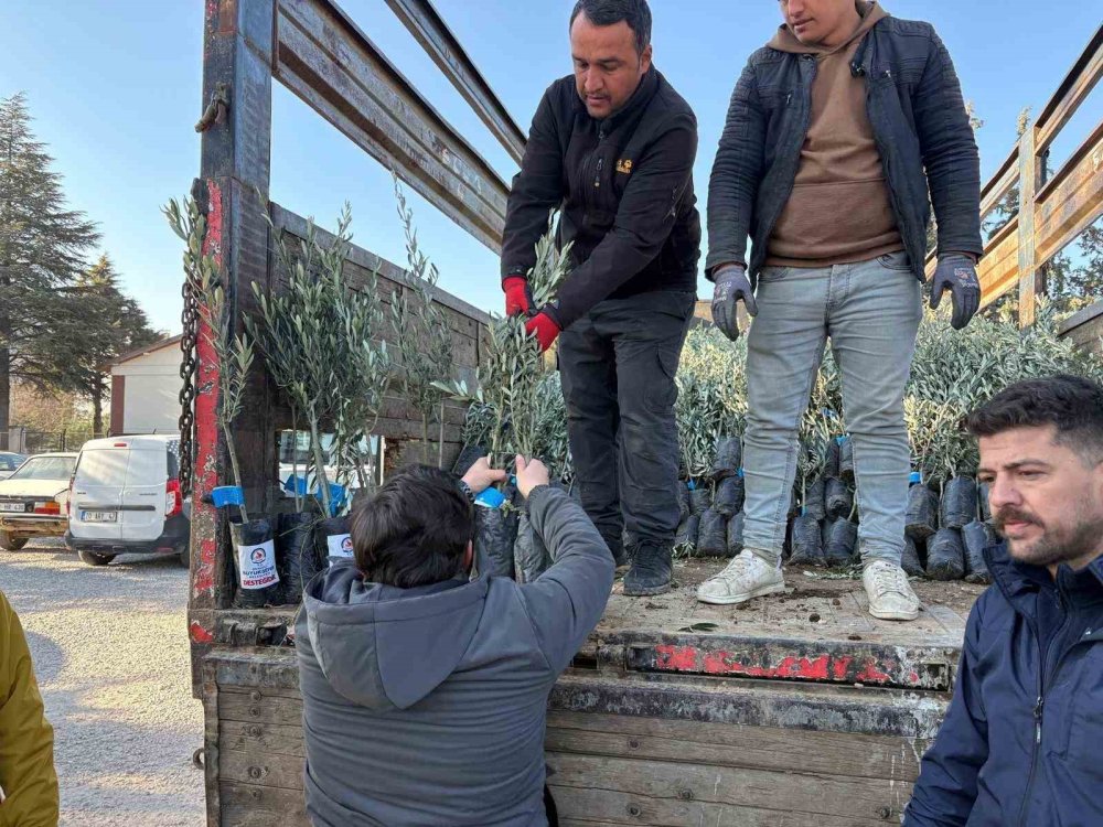 Tavaslı çiftçilere zeytin fidanları dağıtıldı