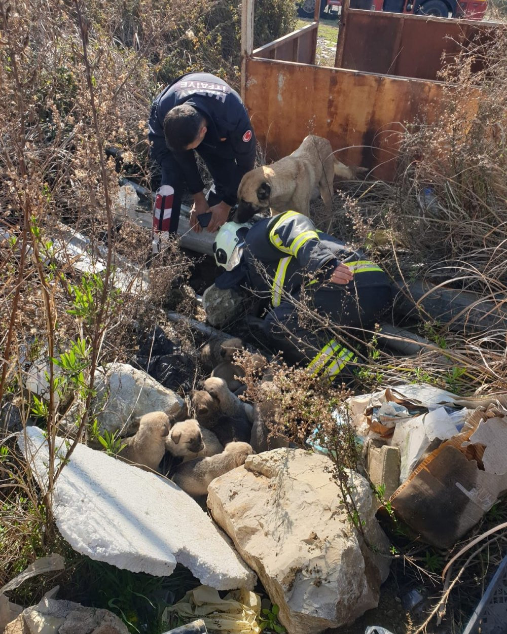 Bir an olsun yanından ayrılmadı! Çukura düşen yavrular kurtarıldı
