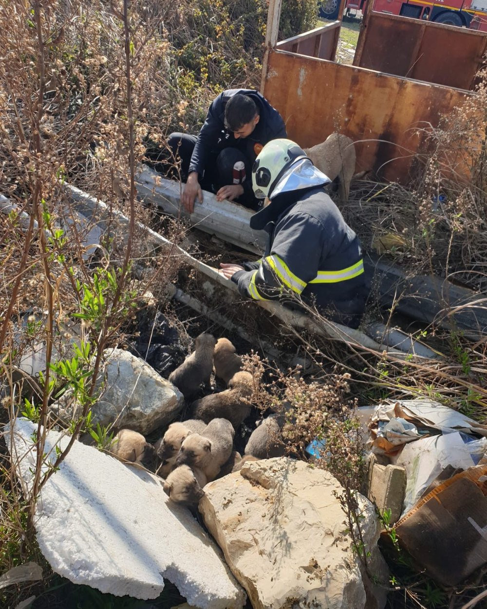 Bir an olsun yanından ayrılmadı! Çukura düşen yavrular kurtarıldı