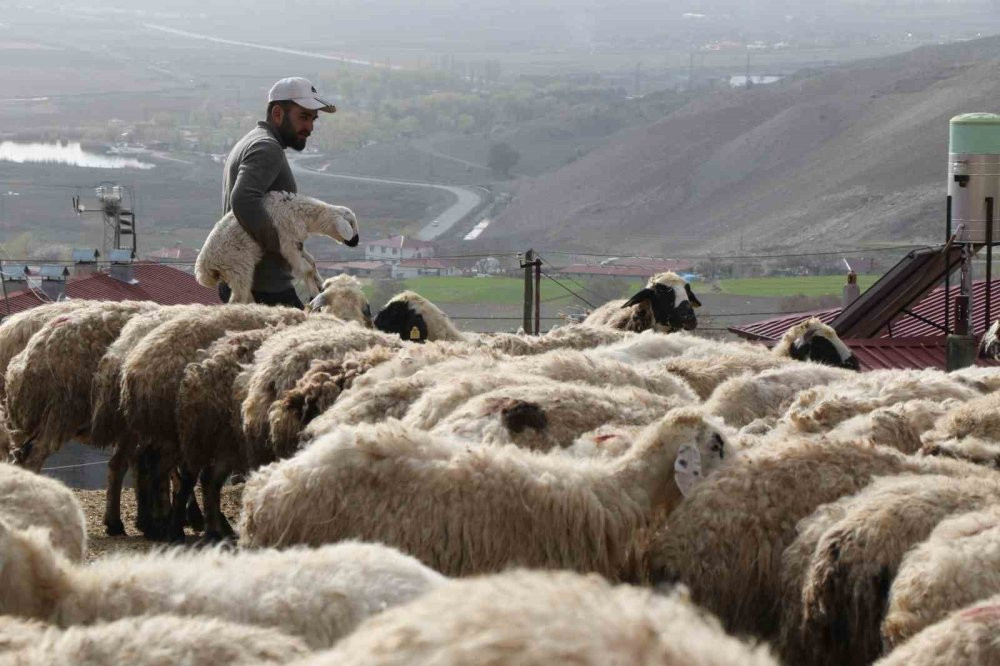 Koyun ve kuzuların coşkulu buluşması yürekleri ısıttı