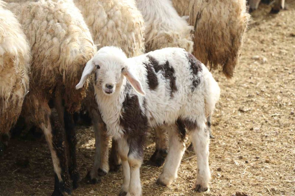 Koyun ve kuzuların coşkulu buluşması yürekleri ısıttı