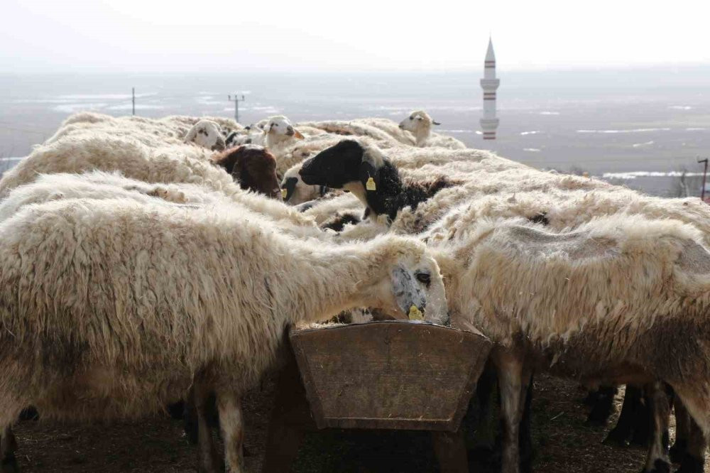 Koyun ve kuzuların coşkulu buluşması yürekleri ısıttı
