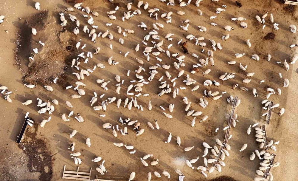 Koyun ve kuzuların coşkulu buluşması yürekleri ısıttı