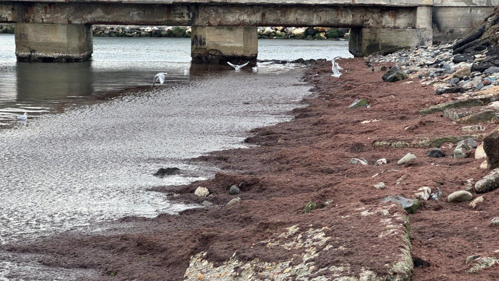 Tekirdağ sahili kırmızıya boyandı!