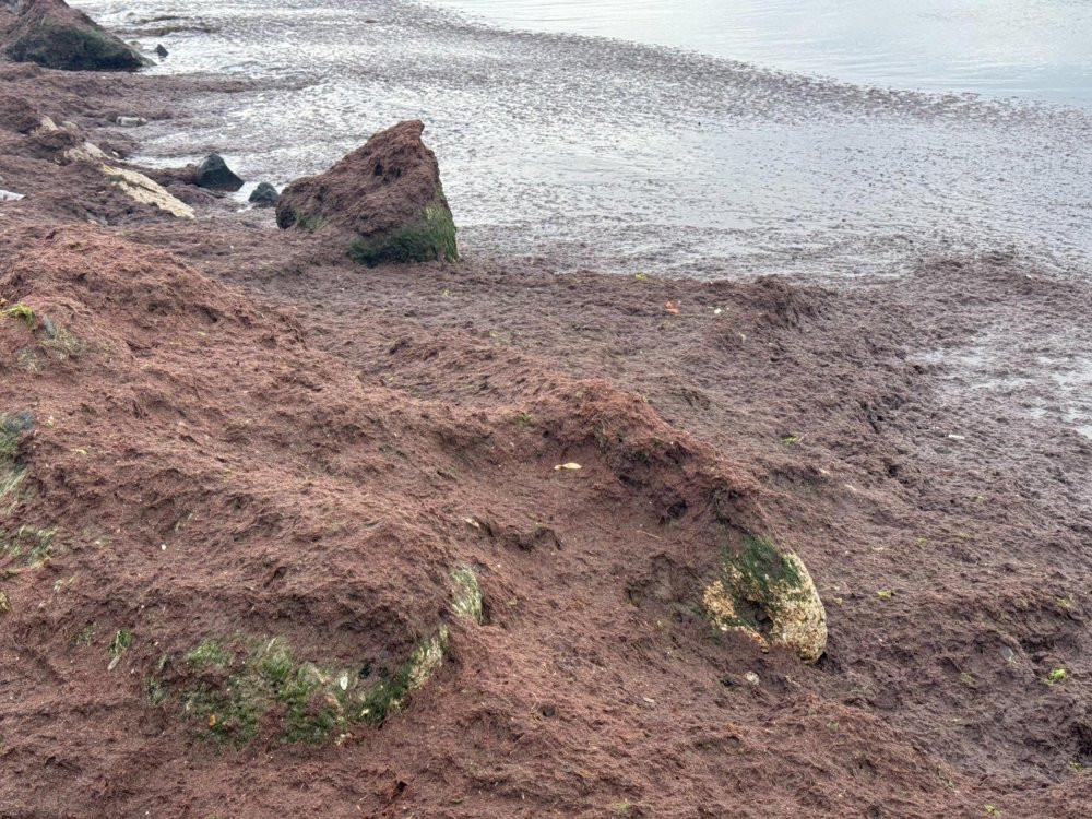 Tekirdağ sahili kırmızıya boyandı!