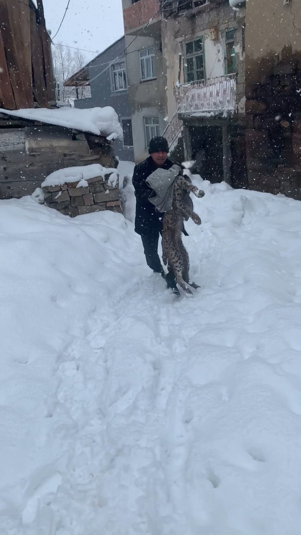 Yiyecek bulmak için köye inen vaşak, köpeklerin saldırısına uğradı