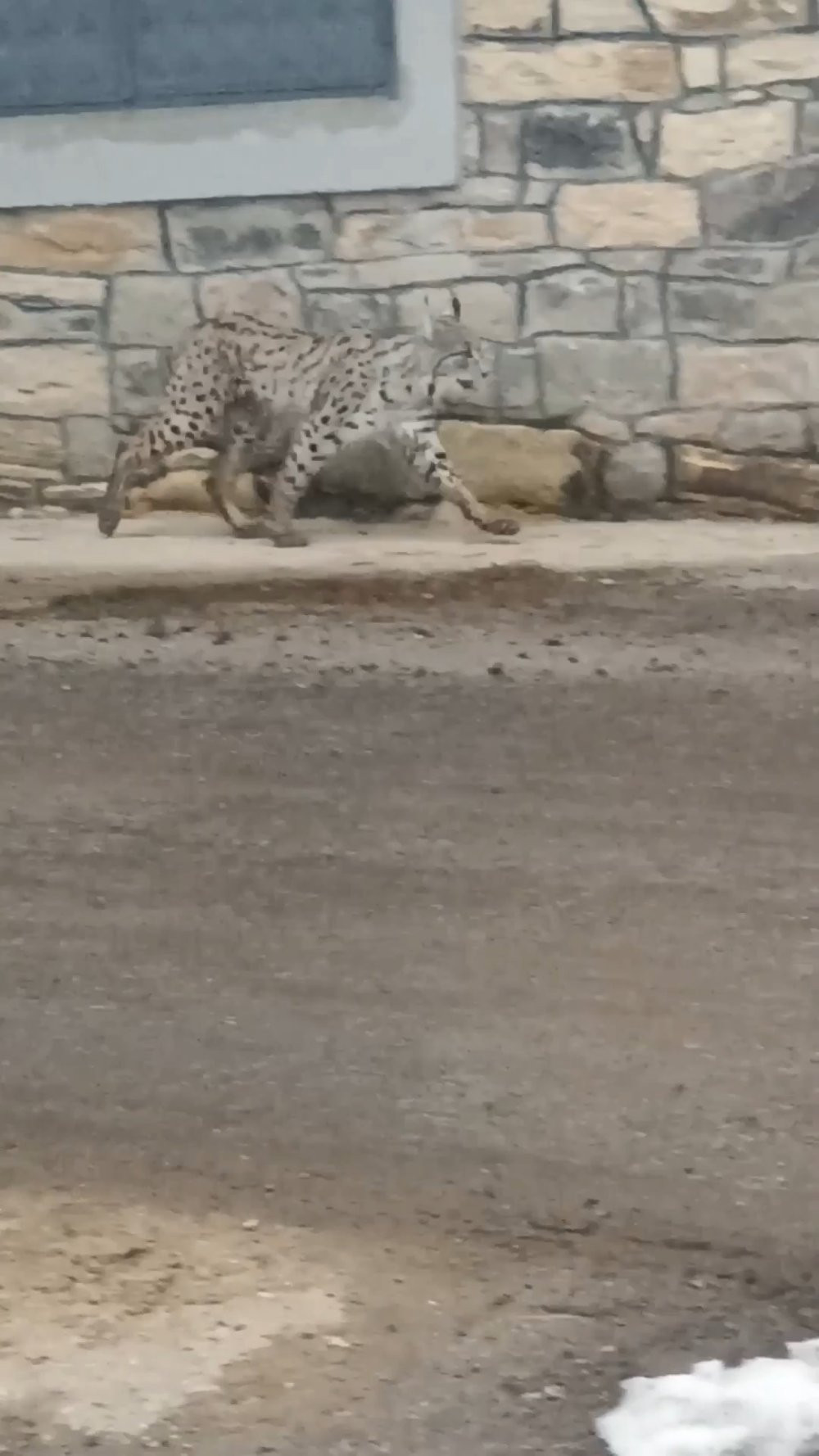 Yiyecek bulmak için köye inen vaşak, köpeklerin saldırısına uğradı