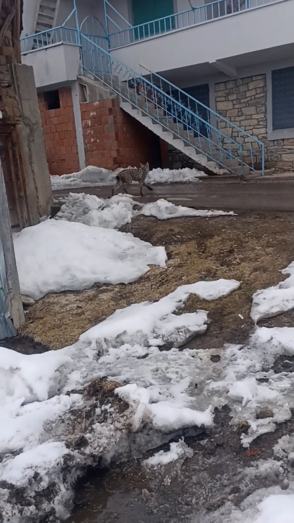 Yiyecek bulmak için köye inen vaşak, köpeklerin saldırısına uğradı