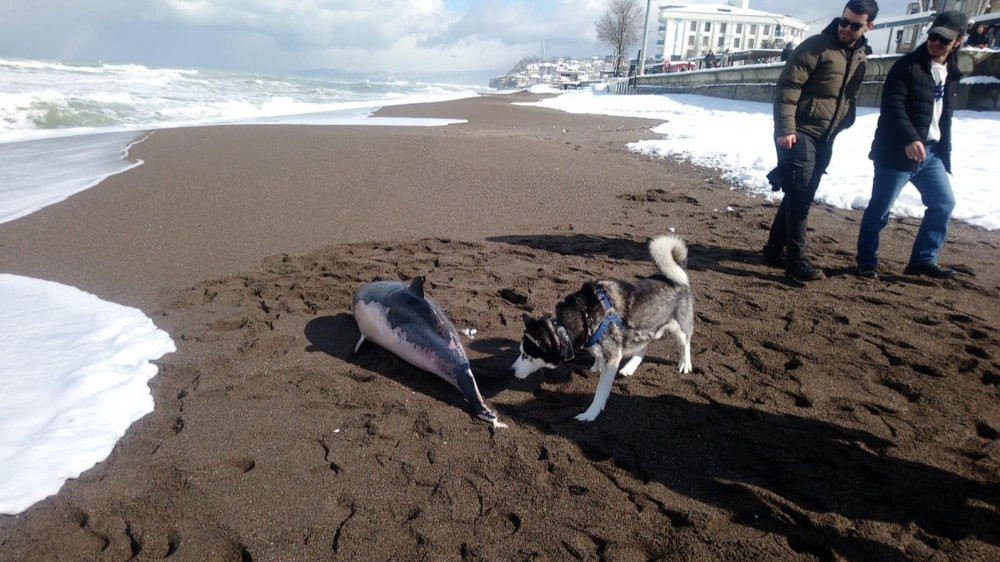 2 metrelik ölü yunus sahile vurdu