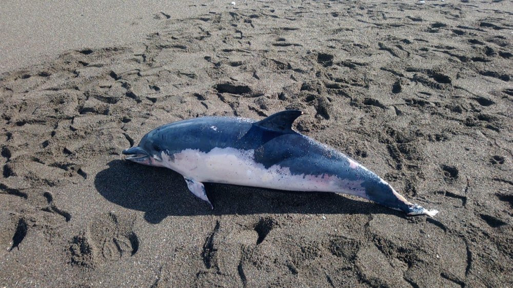 2 metrelik ölü yunus sahile vurdu