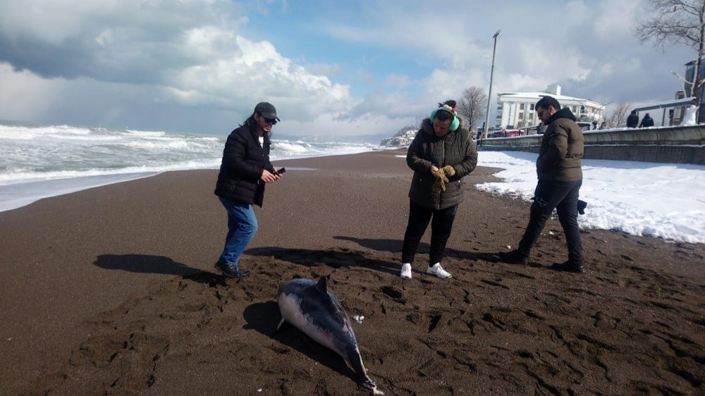 2 metrelik ölü yunus sahile vurdu