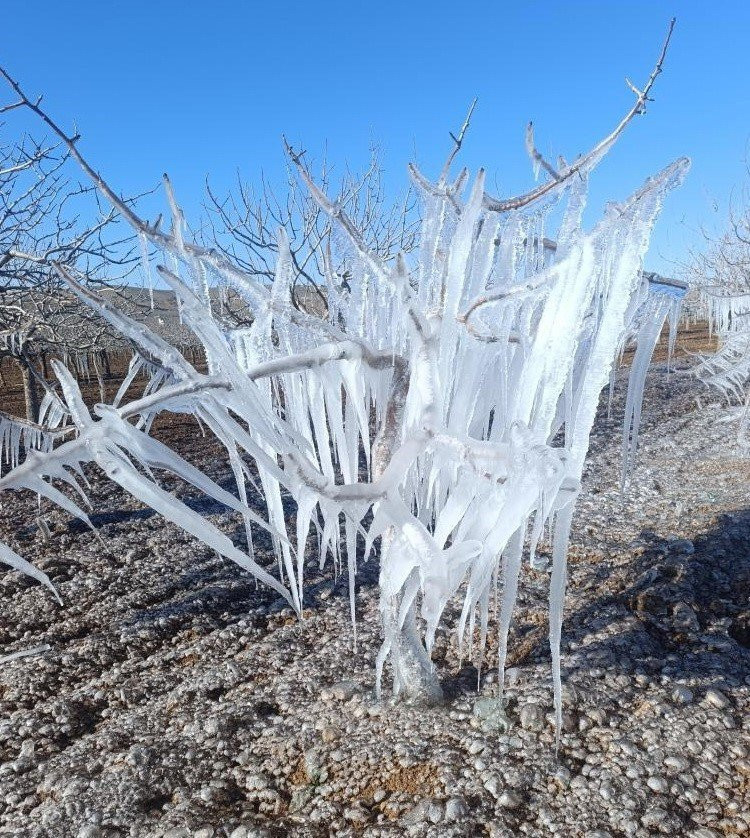 Adıyaman’daki fıstık bahçesinde ilginç görüntüler