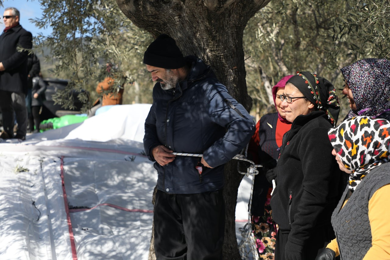 edremitte-zeytin-hasadi-meci-gelenegi-ile-son-buldu-yenicag-4.jpg