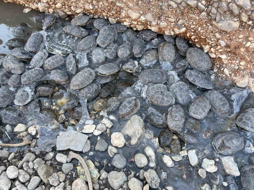 Şanlıurfa'da mahsur kalan 316 kaplumbağaya yardım eli