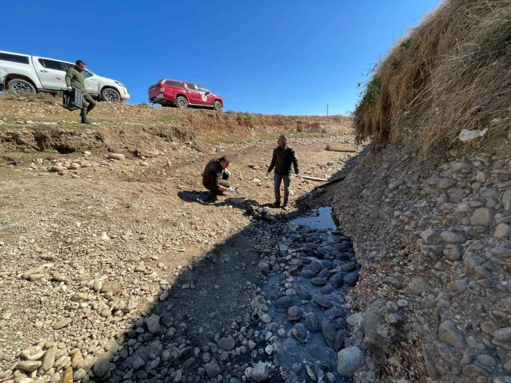 Şanlıurfa'da mahsur kalan 316 kaplumbağaya yardım eli