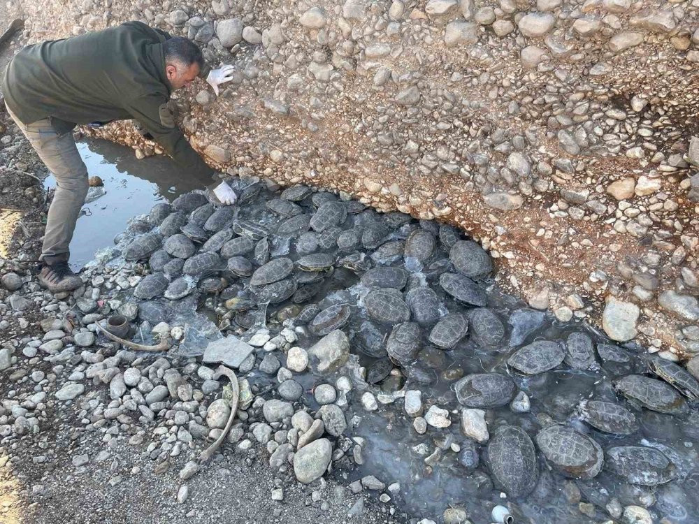 Şanlıurfa'da mahsur kalan 316 kaplumbağaya yardım eli