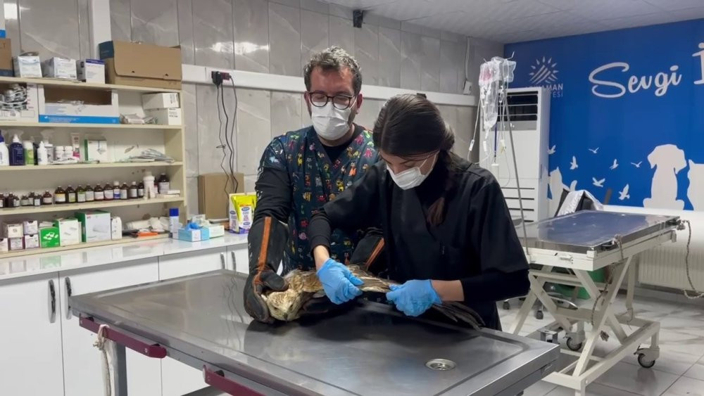 Yaralı şahin özgürlüğüne kavuştu