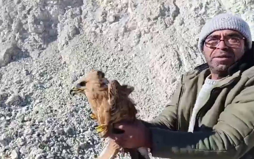 Yaralı şahin özgürlüğüne kavuştu