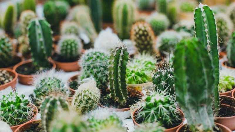 kaktus-bakimi-nasil-olmalidir-kaktusler-ne-ister-1694004002.jpg