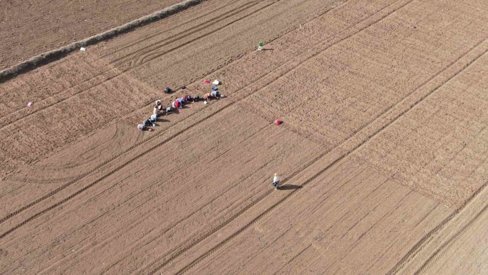 Beyaz altının sofralara uzanan yolculuğu başladı