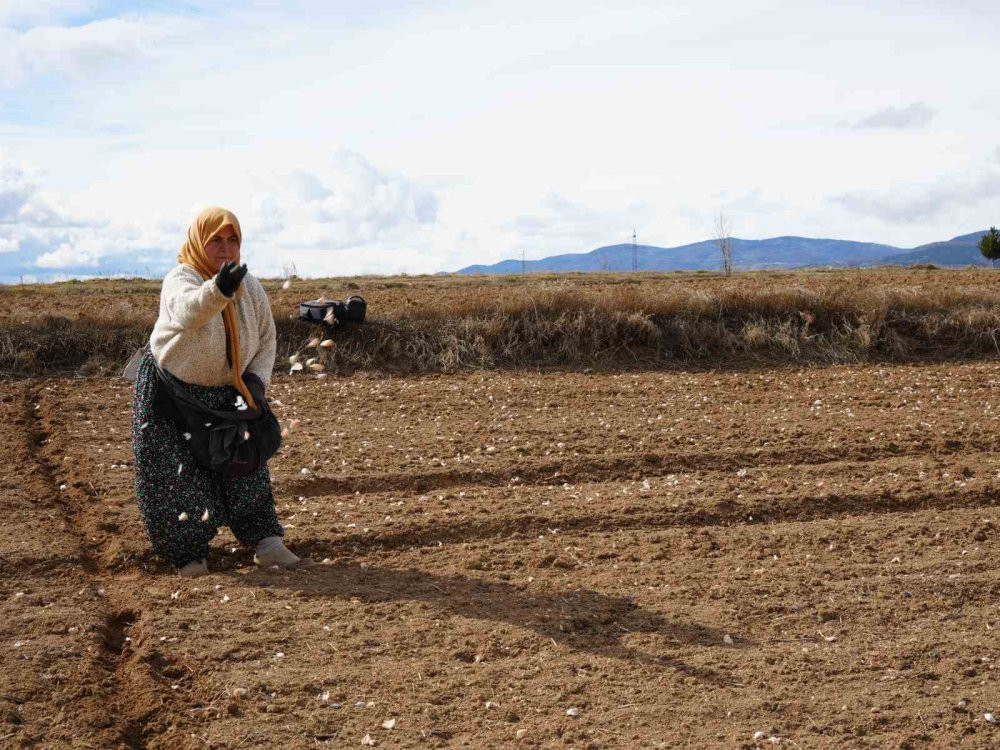 Beyaz altının sofralara uzanan yolculuğu başladı