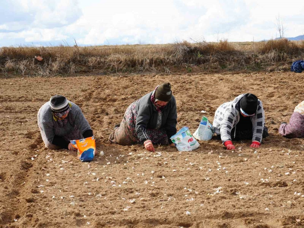 Beyaz altının sofralara uzanan yolculuğu başladı