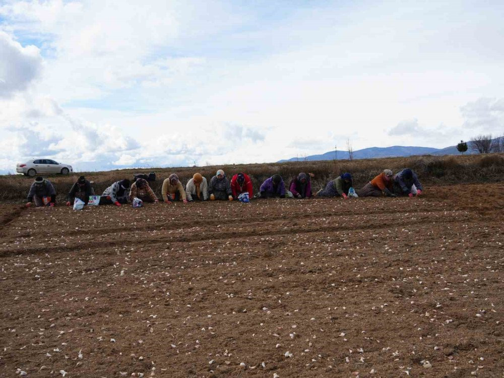 Beyaz altının sofralara uzanan yolculuğu başladı