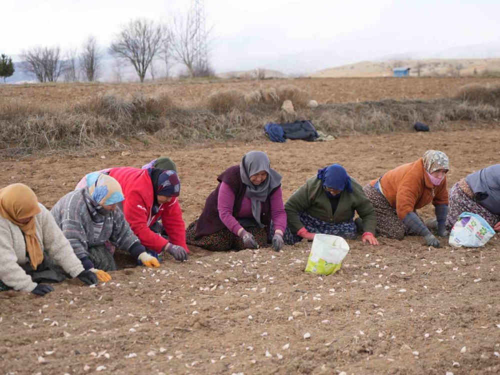Beyaz altının sofralara uzanan yolculuğu başladı