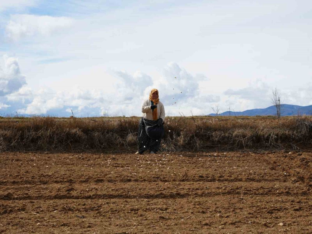 Beyaz altının sofralara uzanan yolculuğu başladı