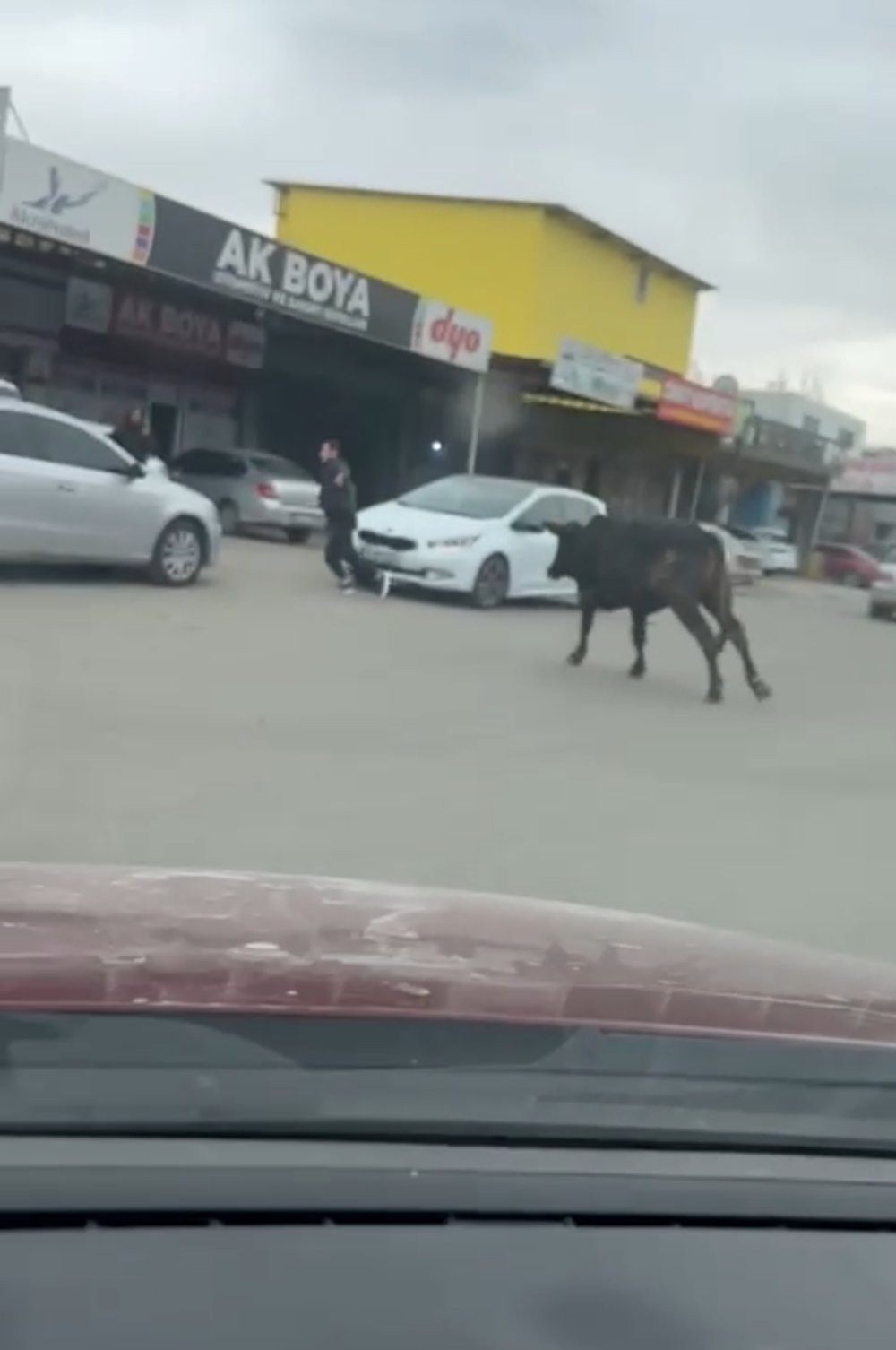 Sanayi sitesine giren kızgın boğa esnafı kovaladı