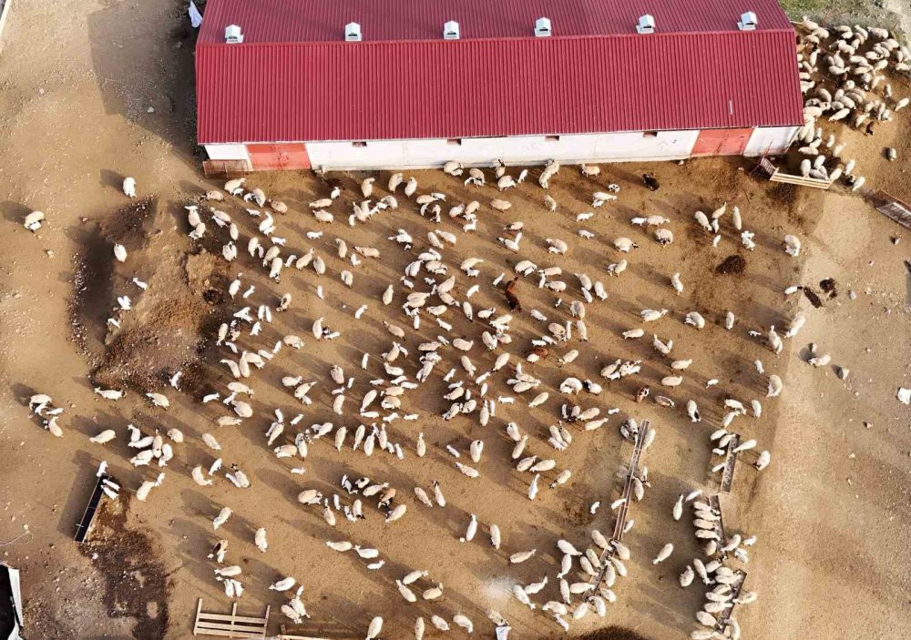 Erzincan’da koyun ve kuzuların coşkulu buluşması