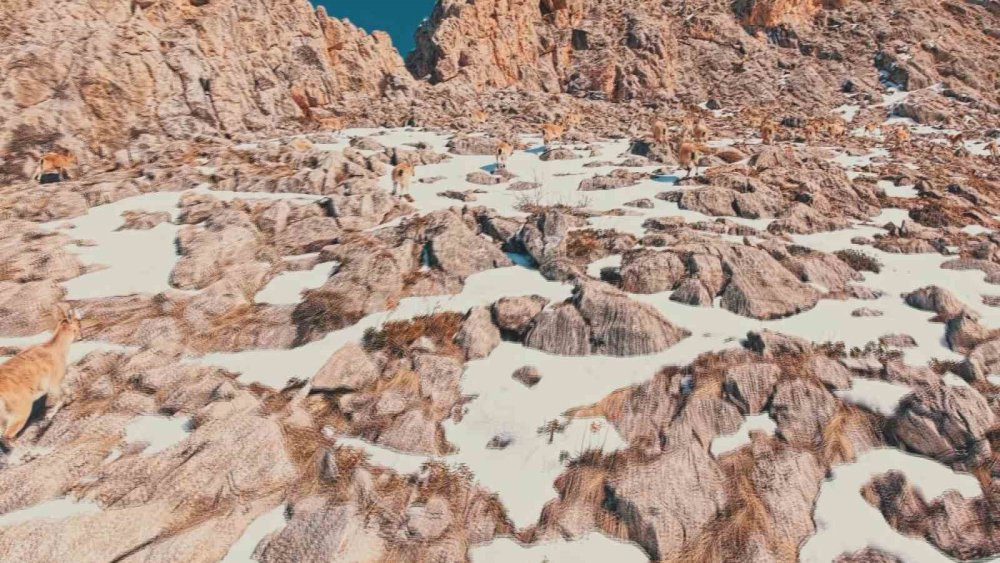 Görüntüleyebilmek için 1 hafta dağlarda gezdi