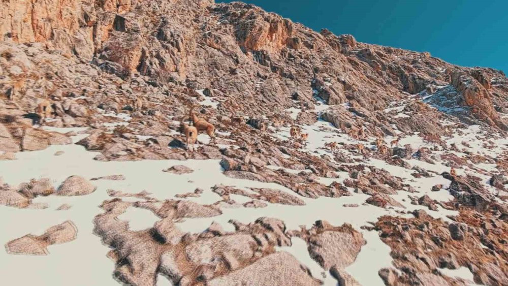 Görüntüleyebilmek için 1 hafta dağlarda gezdi