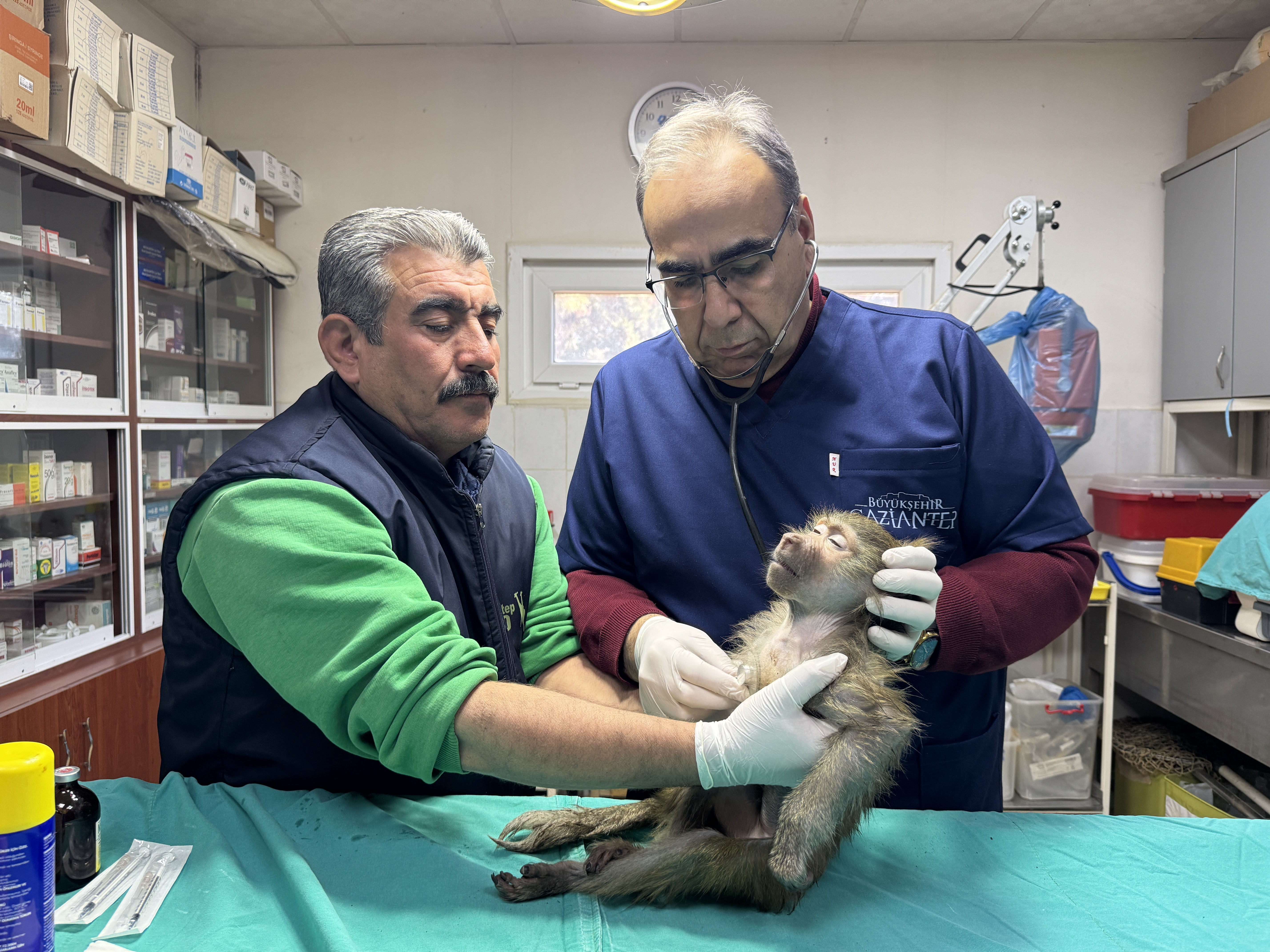 elazigda-bulunan-yavru-babun-gaziantepte-tedavi-edildi-yenicag-1.jpg