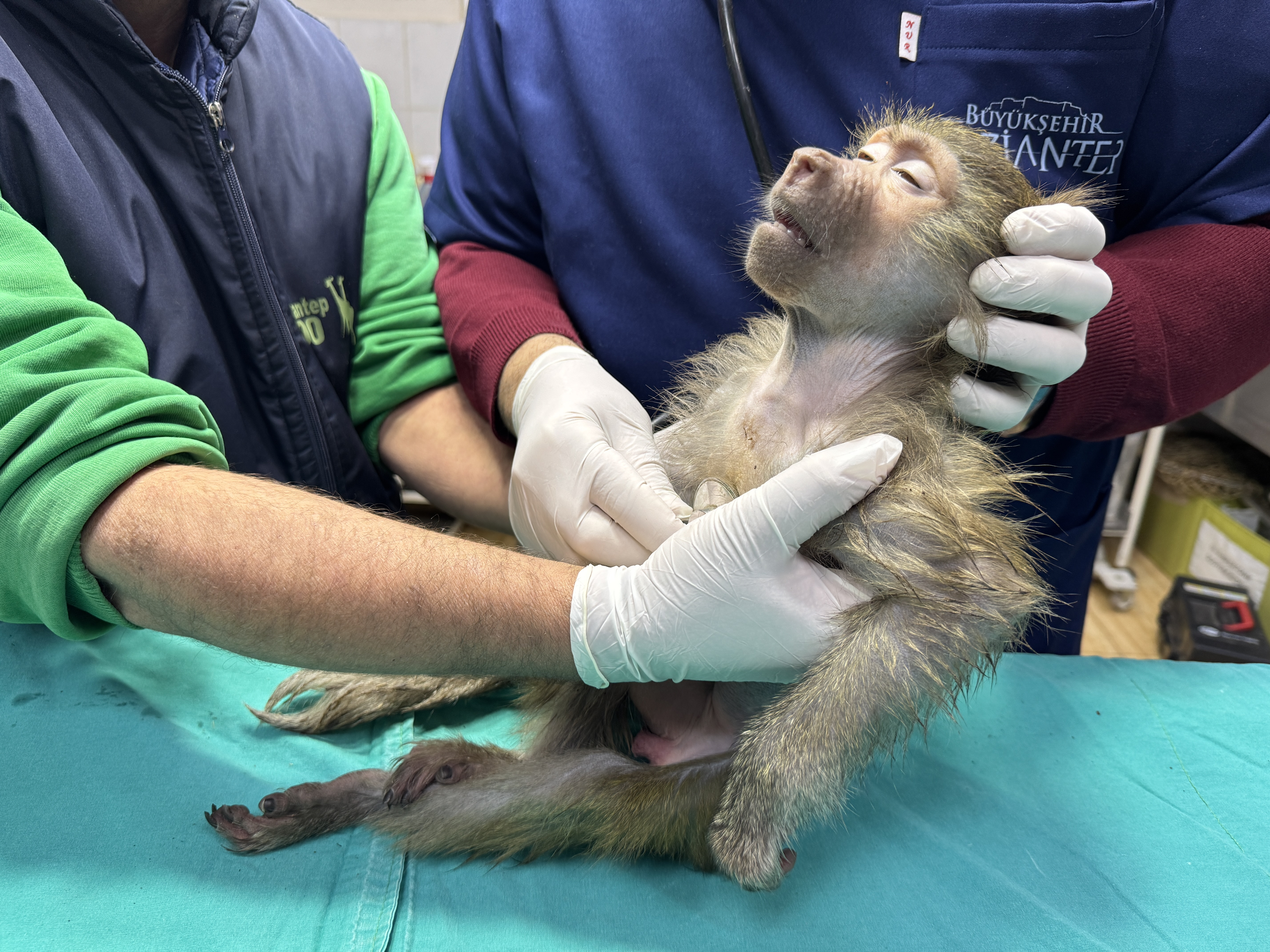 elazigda-bulunan-yavru-babun-gaziantepte-tedavi-edildi-yenicag-8.jpg